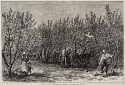 デラウェアで桃を選ぶ。 作： Winslow Homer