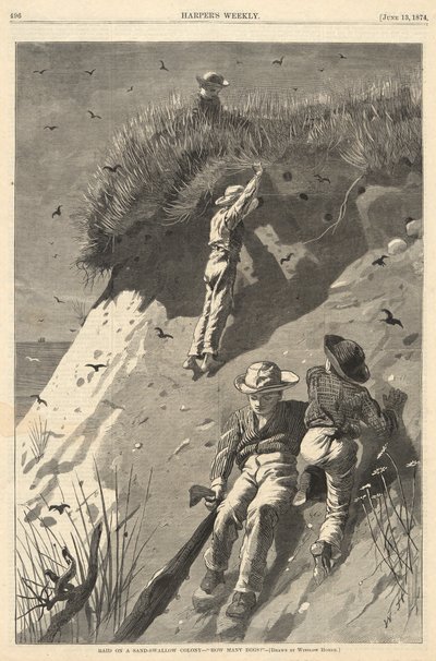 砂ツバメのコロニー襲撃 作： Winslow Homer