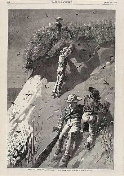サンド・ツバメのコロニーを襲撃-"卵はいくつ？" 作： Winslow Homer