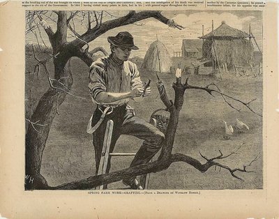 春の農作業-接木 作： Winslow Homer