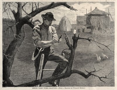 春の農作業-接ぎ木、1870。 作： Winslow Homer