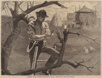 春の農作業-接ぎ木」1870年発行。 作： Winslow Homer