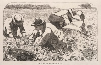 ストロベリーベッド、1868年。 作： Winslow Homer