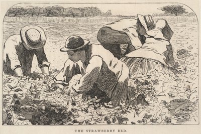ストロベリー・ベッド（『Our Young Folks』1868年7月号より 作： Winslow Homer