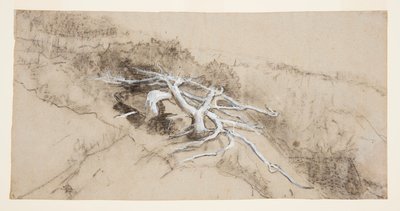 丘の中腹の木の根、プラウトの首 作： Winslow Homer