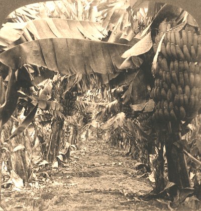 バナナプランテーションの中心部、ハワイ諸島、1901年。 作： Works and Sun Sculpture Studios