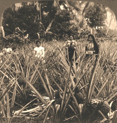 パイナップルプランテーション、マヤゲス、ポルトリコ、1899年。 作： Works and Sun Sculpture Studios