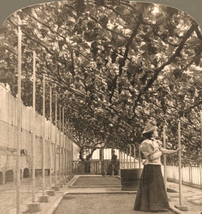 世界で最も古いグレープバインであるハンプトンコート宮殿は、1897年に1768年にイングランドを植えました。 作： Works and Sun Sculpture Studios