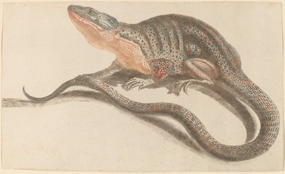 リザード、1680年代1690年代。 作： Workshop of Johann Teyler