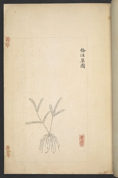 または 13347 B f.2r 「Du Cao (有毒植物)」の平面図 (紙にインクとカラー) 作： Wu Qijun
