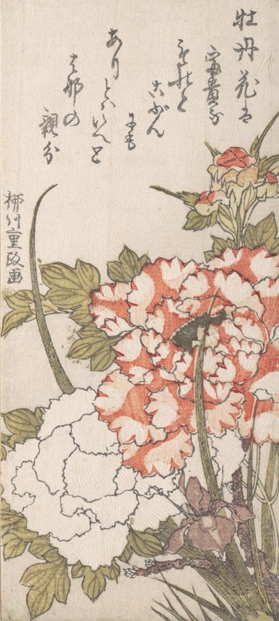 牡丹とアイリス 18-19世紀 作： Yanagawa Shigemasa