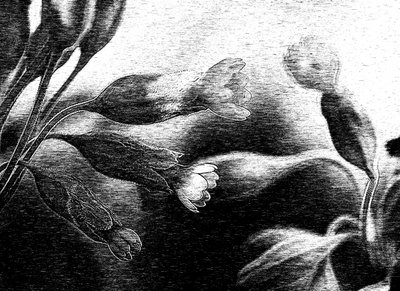 繊細な花の素描 作： 