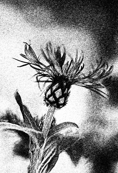 繊細な花のスケッチ 作： 