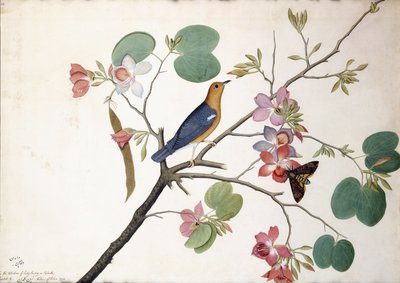 Orange-headed Ground Thrush、1778 作： Zayn al Din