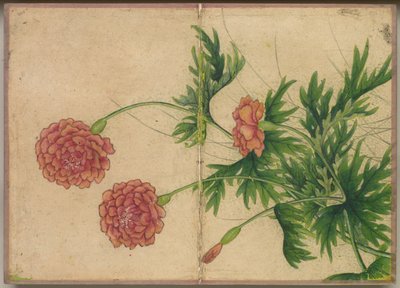 卓上アルバム 花鳥画（牡丹） 作： Zhang Ruoai
