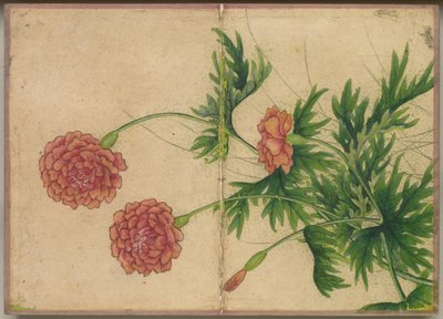 デスクアルバム：花と鳥の絵画牡丹、18世紀。 作： Zhang Ruoai