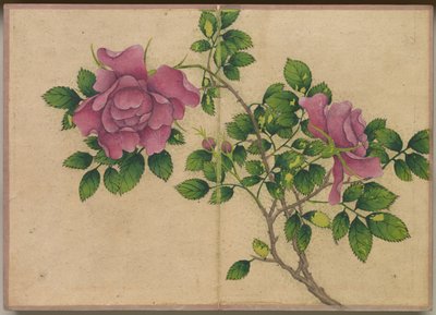 デスクアルバム：花と鳥の絵画のバラ、18世紀。 作： Zhang Ruoai