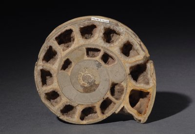 約1億7000万年前のアンモナイトの化石（写真 作： Hippolyte Lalaise Devéria