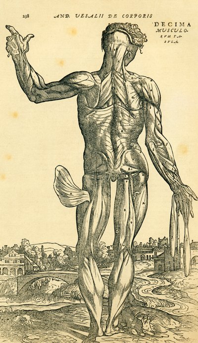 アンドレアス・ヴェサリウスの『De Humani Corporis Fabrica Libri Septem』に掲載された解剖学的研究である男性人体の背面（バーゼル刊 作： Ferdinand Georg Waldmuller