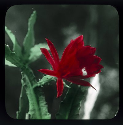 "Cactus" 作： Frederick (attr. to) Barnard