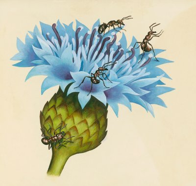 攻撃的なアリと一緒にケンタウレアの花を描く 作： William Walcutt