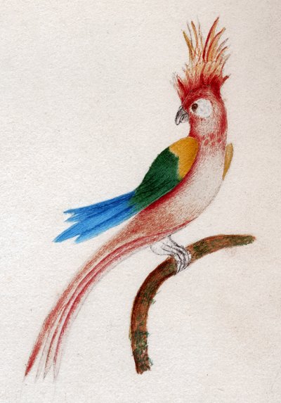 カンムリインコ 作： . .