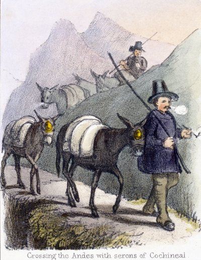 コチニールのセロンとアンデスを越える」1845年頃 作： Frederick (attr. to) Barnard