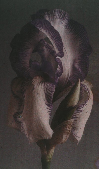 "ジャーマンアイリス（Iris germanica）"について 作： Frederick (attr. to) Barnard