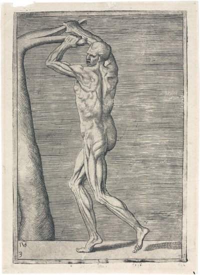 筋肉 男性の筋骨格の解剖学的研究; 枝を折る男性 1555年頃 作： Frederick (attr. to) Barnard