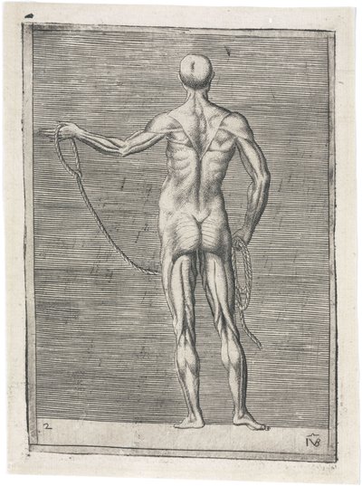 筋肉 男性の筋骨格の解剖学的研究；ロープを持つ男性、1555年頃 作： Frederick (attr. to) Barnard