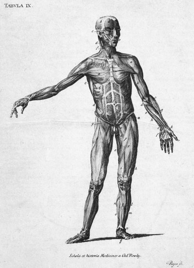 筋肉 人間の筋肉構造、1850年代頃 作： John Pardon
