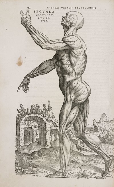 筋肉 男性の体の表層部の筋肉の側面図 作： Frederick (attr. to) Barnard