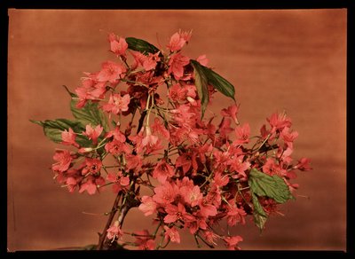 赤い花（1940年頃 作： Frederick (attr. to) Barnard