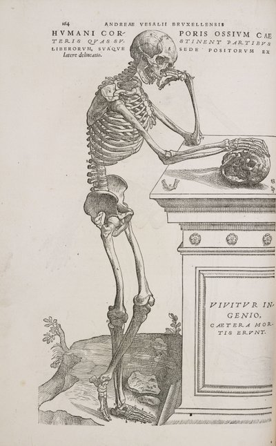 骸骨 人間の関節骨格を横から見たところ 作： Frederick (attr. to) Barnard