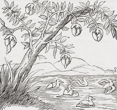 鳥の木 作： . .