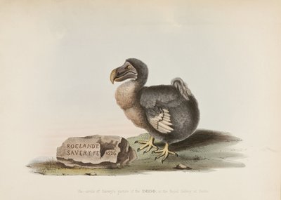 The Dodo 作： John Pardon