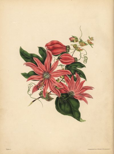 パッションフラワー（Passiflora racemosa）のレースモース、宗教的迷信 作： John Pardon