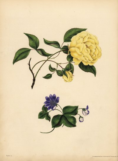 甘い香りのチャイナローズ（Rosa chinensis）は「Infidelity」、ブルーのヘパティカ（Hepatica nobilis）は「Confidence」。 作： John Pardon