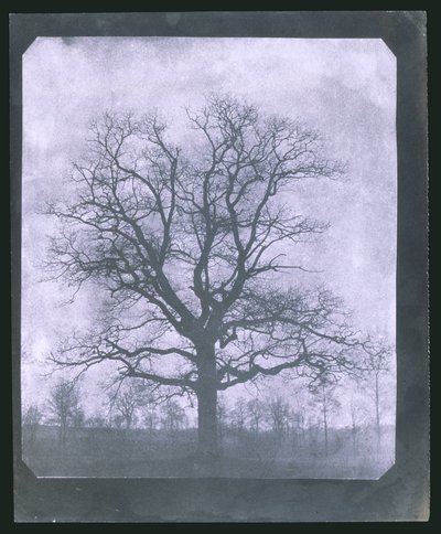 冬の木 19世紀半ば 作： Frederick (attr. to) Barnard