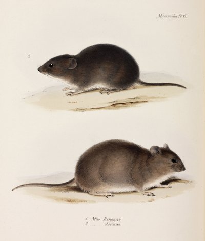 2種類のマウス（1832-1836年頃 作： John Pardon