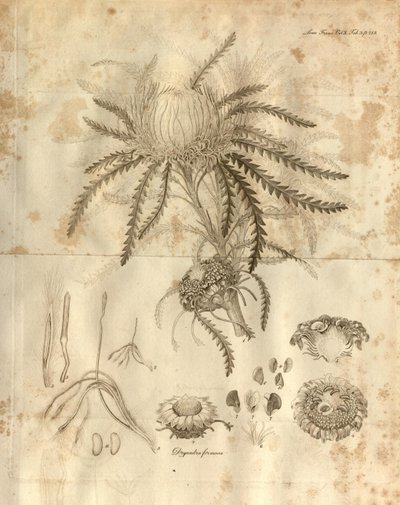 これは、1811年に発行されたLinnean Society of Londonのトランザクションのボリューム10のプレート3です。描かれている植物は、Dryandra formosa（現在はBanksia formosa）です。 作： Various
