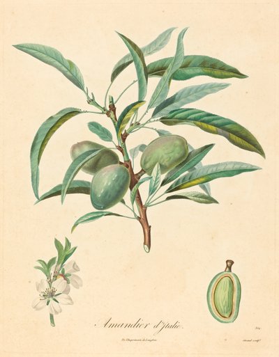 イタリアのアーモンドの木 作： after A. Poiteau