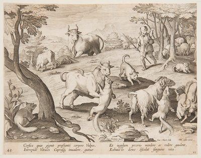 キツネに襲われる雄牛とヤギ 作： after Jan van der Straet, called Stradanus