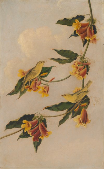 キイロウグイス 作： after John James Audubon Joseph Bartholomew Kidd