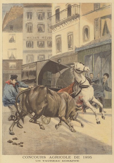 1895年の農業ショー。逃亡した雄牛 作： after Oswaldo Tofani