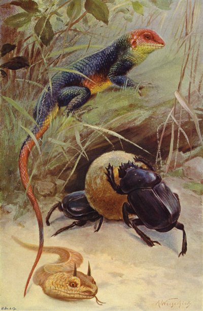 アガマ、ツノバイパー、神聖なカブトムシ 作： after Wilhelm Kuhnert