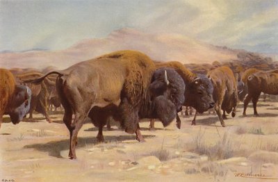 アメリカバイソン 作： after Wilhelm Kuhnert