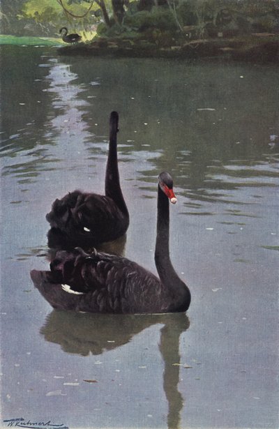 黒い白鳥 作： after Wilhelm Kuhnert