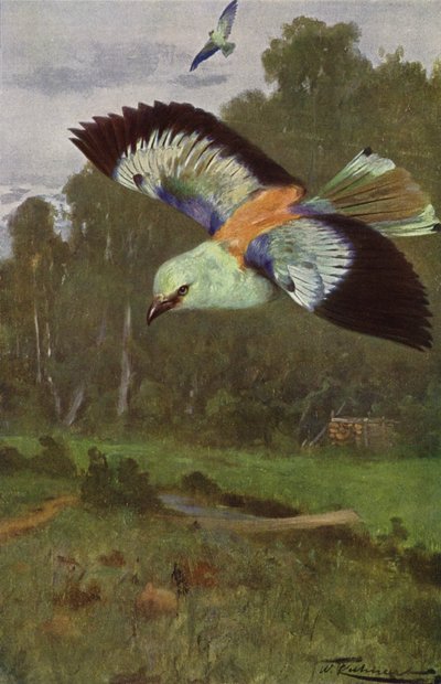 ブルーローラー 作： after Wilhelm Kuhnert