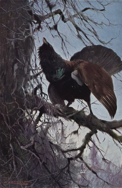 カペカイリー 作： after Wilhelm Kuhnert